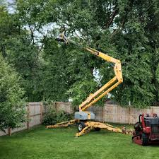 How Our Tree Care Process Works  in Collegeville, PA