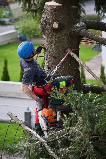 Professional Tree Services in Collegeville, PA